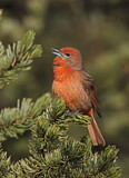 Image. Hepatic Tanager