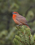 Image. Hepatic Tanager