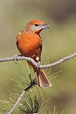 Image. Hepatic Tanager