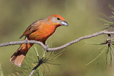 Image. Hepatic Tanager