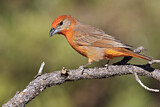 Image. Hepatic Tanager