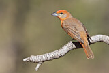Image. Hepatic Tanager