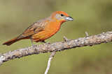 Image. Hepatic Tanager