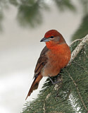 Image. Hepatic Tanager