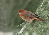 Image. Hepatic Tanager