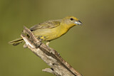 Image. Hepatic Tanager