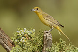 Image. Hepatic Tanager