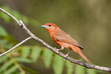 Image. Hepatic Tanager