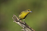Image. Hepatic Tanager