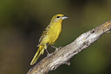 Image. Hepatic Tanager