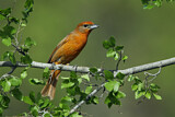 Image. Hepatic Tanager