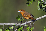 Image. Hepatic Tanager
