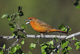 Image. Hepatic Tanager
