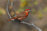Image. Hepatic Tanager