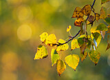 Image. Herbstlaub im Indian Summer