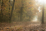 Image. Herbstwald