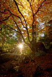 Image. Herbstwald