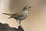 Image. Hermit Thrush
