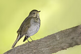 Image. Hermit Thrush