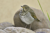 Image. Hermit Thrush