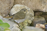 Image. Hermit Thrush