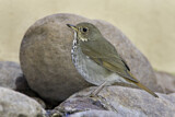 Image. Hermit Thrush