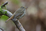 Image. Hermit Thrush