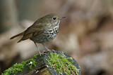 Image. Hermit Thrush