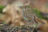 Image. Hermit Thrush