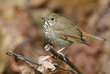 Image. Hermit Thrush