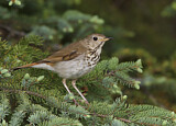Image. Hermit Thrush