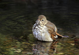 Image. Hermit Thrush