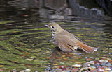 Image. Hermit Thrush