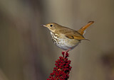 Image. Hermit Thrush