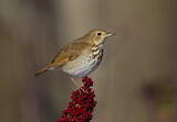 Image. Hermit Thrush