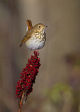 Image. Hermit Thrush