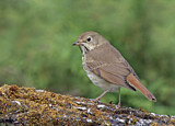Image. Hermit Thrush