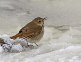 Image. Hermit Thrush