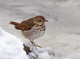 Image. Hermit Thrush