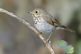 Image. Hermit Thrush
