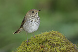 Image. Hermit Thrush