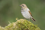 Image. Hermit Thrush