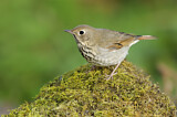 Image. Hermit Thrush