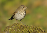 Image. Hermit Thrush
