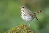Image. Hermit Thrush