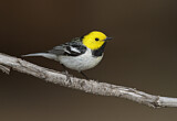 Image. Hermit Warbler