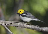 Image. Hermit Warbler