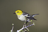 Image. Hermit Warbler