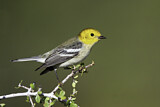 Image. Hermit Warbler