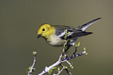 Image. Hermit Warbler